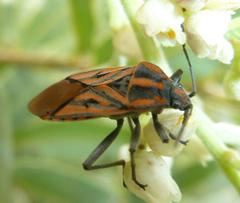 Spilostethus rivularis