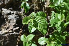 Alnus oblongifolia