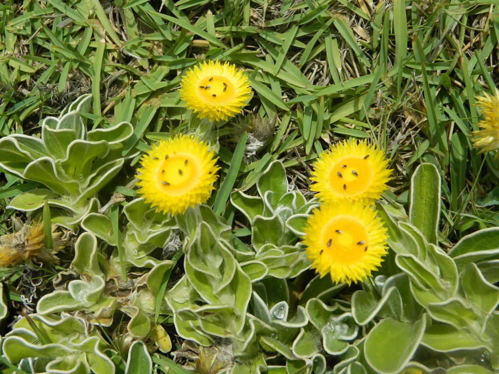 Bright Yellow Everlasting