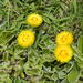 Helichrysum aureum - Photo (c) qgrobler, alguns direitos reservados (CC BY-NC), uploaded by qgrobler