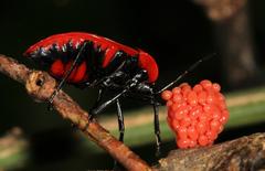 Dismegistus binotatus