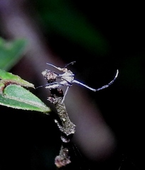 Psorophora