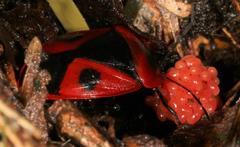 Dismegistus binotatus