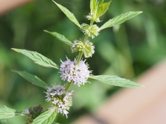 Mentha canadensis
