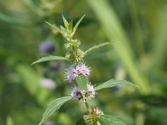 Mentha canadensis