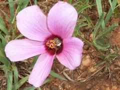 Hibiscus pusillus