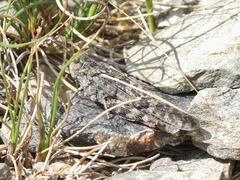 Cratypedes lateritius