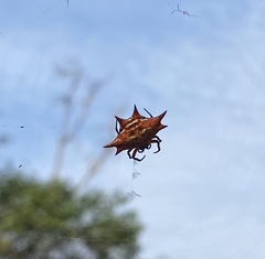 Gasteracantha sanguinolenta