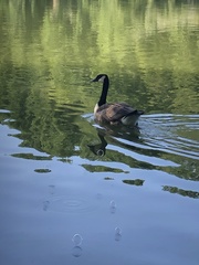 Branta canadensis