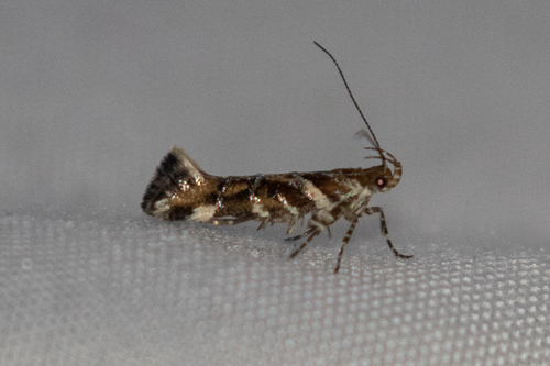Aristotelia argentifera photo 2