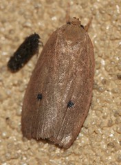 Euprionocera geminipuncta