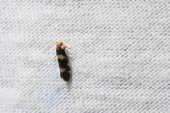 Alloclemensia americana