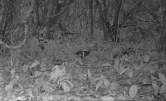 Crypturellus cinnamomeus