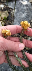 Achyranthemum mucronatum