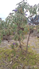 Solanum crinitipes