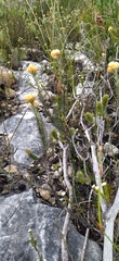 Achyranthemum mucronatum