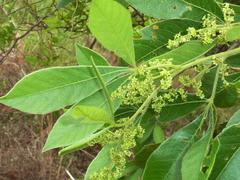 Searsia pyroides pyroides