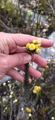 Achyranthemum mucronatum
