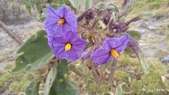 Solanum crinitipes
