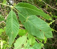 Searsia pyroides pyroides