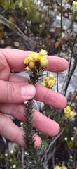 Achyranthemum mucronatum