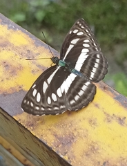 Neptis mahendra