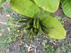 Citrus medica sarcodactylis