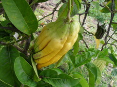 Citrus medica sarcodactylis