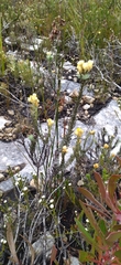 Achyranthemum mucronatum