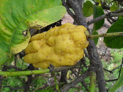 Citrus medica sarcodactylis