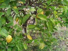 Citrus medica sarcodactylis