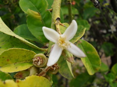 Citrus medica sarcodactylis