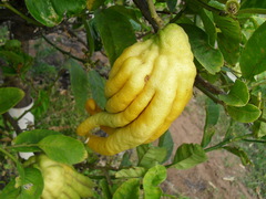 Citrus medica sarcodactylis