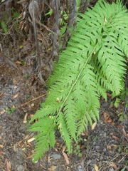 Woodwardia fimbriata image