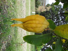 Citrus medica sarcodactylis