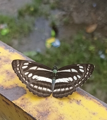 Neptis mahendra
