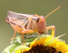Melanoplus packardii