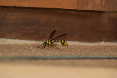 Phimenes flavopictus flavopictus