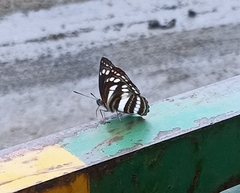 Neptis mahendra