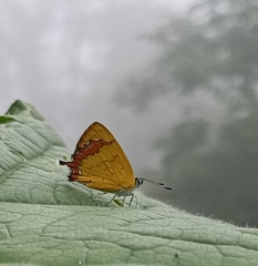 Heliophorini