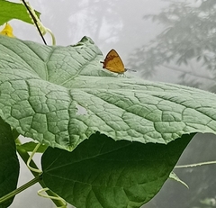 Heliophorini