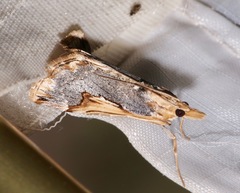 Loxostege albiceralis