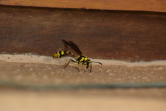 Phimenes flavopictus flavopictus