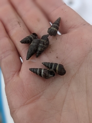 Batillaria attramentaria