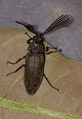 Callirhipis