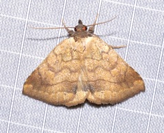 Isogona punctipennis