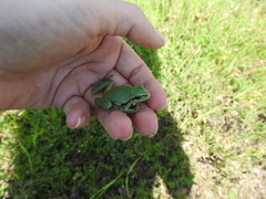 Hyla wrightorum