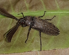 Callirhipis