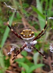 Argiope argentata image