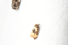 Phalonidia memoranda